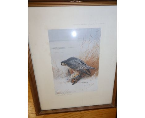 A colour print – Peregrine Falcon with prey of adult male Teal