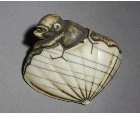 A 19th century Japanese netsuke from Meiji period. Not signed. In carved elephant ivory portraying a monkey leaving a chestnu