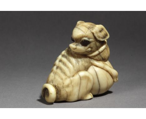 A late 18th century Japanese netsuke from Edo period. Not signed. In carved elephant ivory portraying a sat dog who is holdin