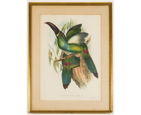 Natural History.-  GOULD, John & RICHTER, H.C.   Four Framed Lithograph Prints by Hallmandel & Walton (ca.1843-1863).  each p