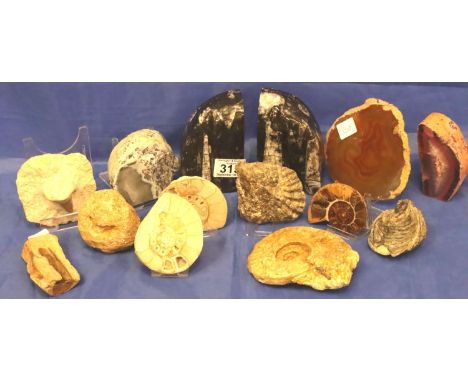 Large quantity of fossilised ammonite, sharks tooth etc. P&amp;P Group 3 (£25+VAT for the first lot and £5+VAT for subsequent