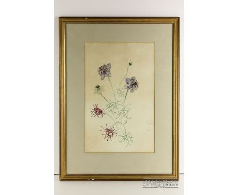John Northcote Nash (1893-1977) - Nigella Hispanica, c1926, pencil & watercolour, signed, titled and inscribed with notes in 