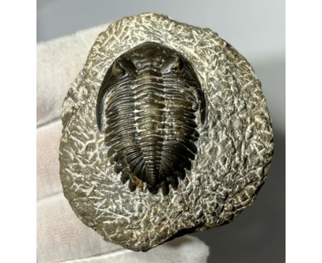 Lower Devonian Trilobite fossil. circa 410 million years old. A well prepared and beautifully preserved example on a grey san