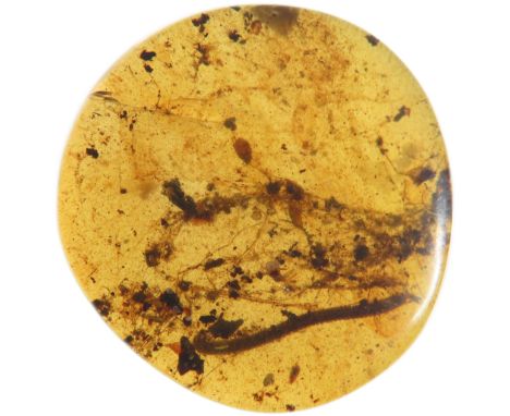 Ancient Burmese fossil Amber with Millipede insect. 17.6mm.Â&nbsp;Also known asÂ&nbsp;BurmiteÂ&nbsp;orÂ&nbsp;Kachin amber, is
