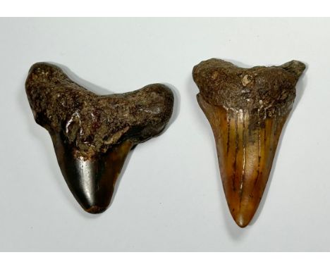 Two Prehistoric Shark Teeth from the Otodus (Carcharocles) Angustidens - Megatooth Shark. Circa 17 million BCE-3.5 million BC