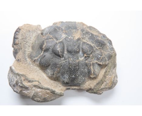 London Clay fossil Crab group (4). To include, a large Xanthilites Bowerbank from the Isle of Sheppy, a Zanthopsis Leachi and