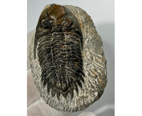 Lower Devonian Trilobite fossil. circa 410 million years old. A well prepared and beautifully preserved example on a grey san