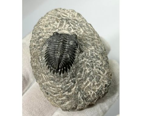 Lower Devonian Trilobite fossil. circa 410 million years old. A well prepared and beautifully preserved example on a grey san