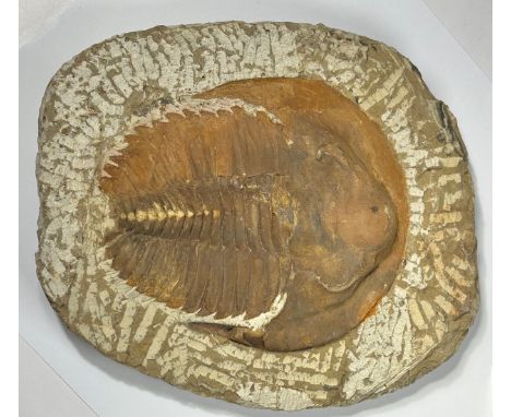Large Genuine Trilobite Fossil From Morocco. Andalusiana Paradoxides is a genus of large trilobites found throughout the worl