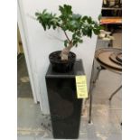 Présentoir et petit arbre Style Bonzai