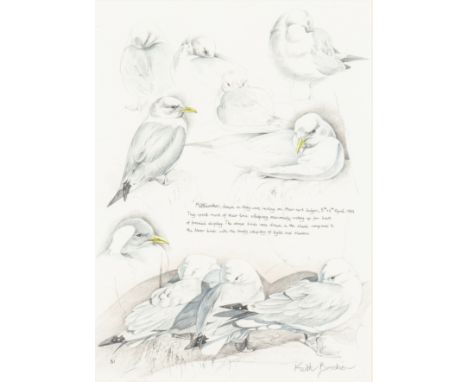 KEITH BROCKIE (BRITISH B.1955) KITTIWAKESsigned Keith Brockie lower right; numbered 51 lower left; inscribed Kittiwakes, draw