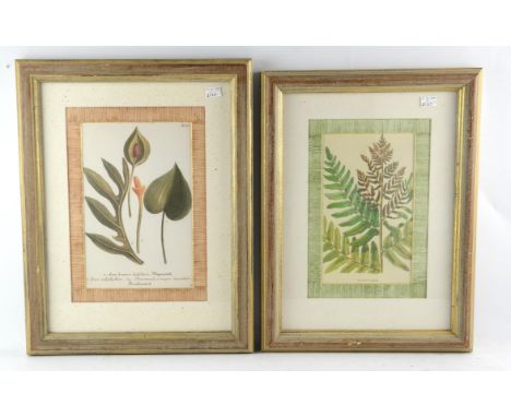 After Johann Weinmanns, Arum Hortense Intifolium'; Osmunda Regalis', a pair of decorative botanical prints, the first image s