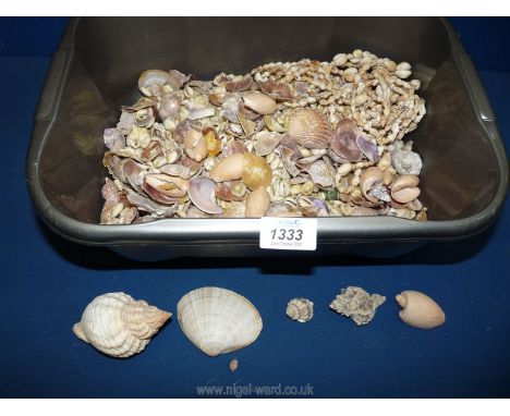 A tub of small shells ideal for jewellery making.