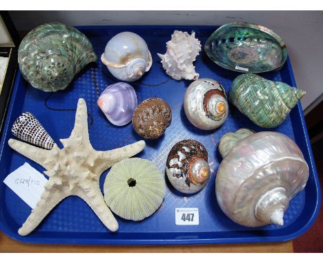 A Decorative Collection of Shells, including mother of pearl, abalone, star fish, etc:- One Tray