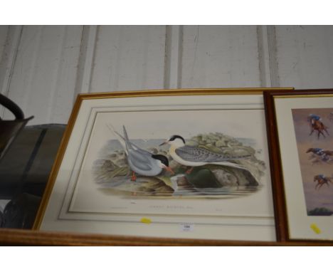 A gilt framed coloured print depicting Sterna MacRura