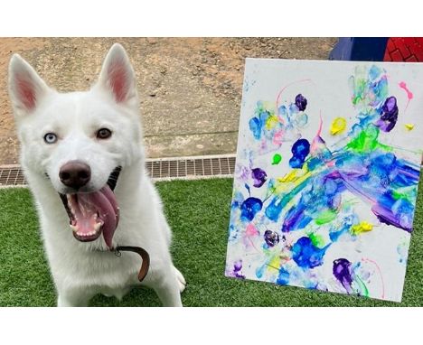 Major 
&lsquo;So Excited 2&rsquo;&nbsp; 


&lsquo;So Excited II&rsquo; is a part of Major the Husky&rsquo;s, &lsquo;So Excite