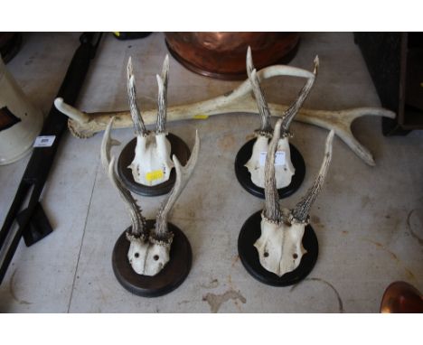 Four mounted hunting trophies and an antler 
