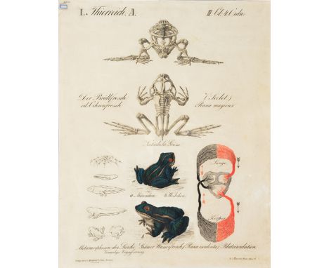 A 19TH CENTURY CONTINENTAL LITHOGRAPH depicting the skeleton and development of a frog, 46cm wide x 60cm high