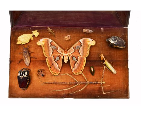 AN EARLY 19TH CENTURY MAHOGANY GLAZED CASE OF PRESERVED INSECTS to include an Atlas moth, two Goliath beetles and a giant sti