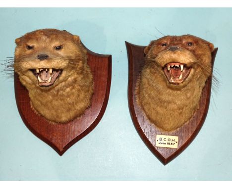 A taxidermied otter head on oak shield with ivorine label "B.... C.... Otter Hounds June 1937", with stamped maker's mark "P 