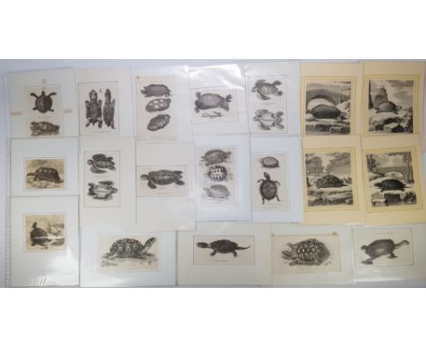 18e en 19e eeuwse litho's en gravures van vele soorten schildpadden over de wereld, 20 exemplaren. Serie tekeningen veelal ge
