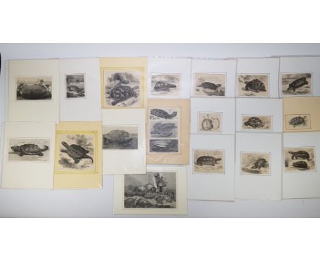 21 zwart/wit lithoâ€™s van verschillende soorten schildpadden (19e eeuw). Onder meer de alligator-schildpad, olifant-schildpa