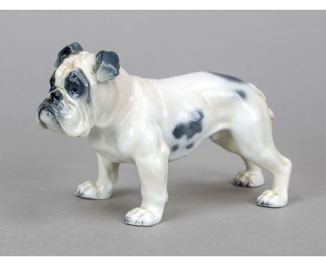Englische Bulldogge, Rosenthal, Classic Rose Collection, Marke ab 1975, Entwurf Fritz Diller 1914, naturalistisch staffiert, 