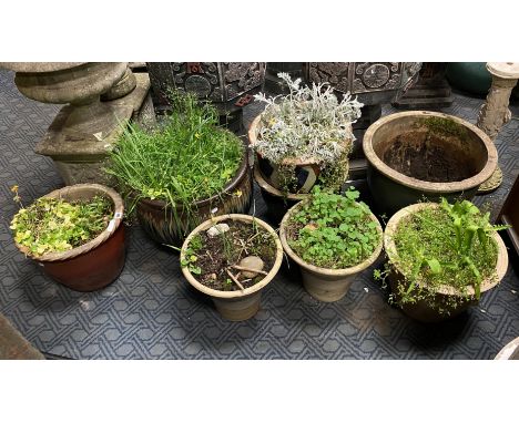 COLLECTION OF CERAMIC POTS WITH SOME PLANTS