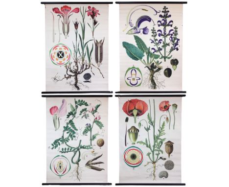Four vintage Austrian botanical teaching charts by Qurin Haslinger, mid 20th century, depicting Seed Vetch, Field Poppy, Mead
