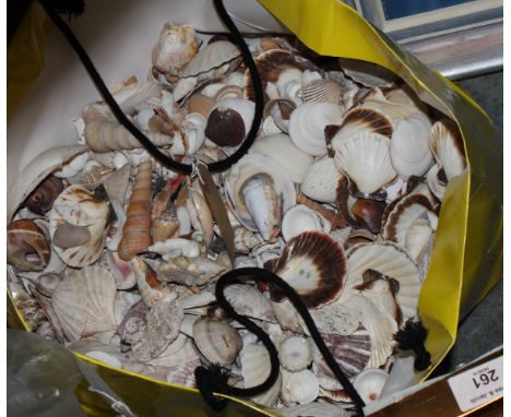 A large collection of sea shells