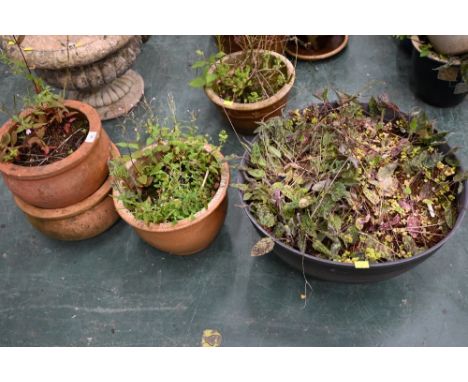 Three terracotta garden planters and plastic garden planter 