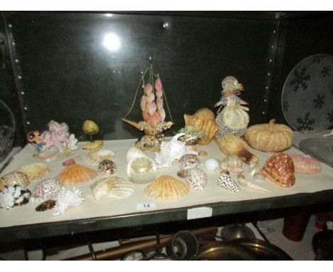 A shelf of sea shells