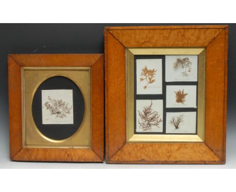 Natural History - Phycology - an arrangement of seaweed specimens, each annotated in ink manuscript, 24.5cm x 19cm, maple fra