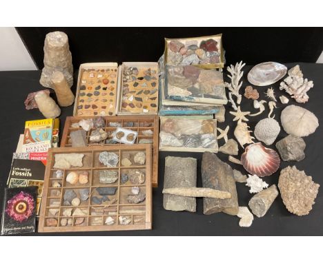 Natural History - Conchology - Geology - a collection of sea shells, rock and mineral specimens, including semi-precious ston