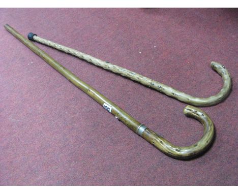A XIX Century Nobbly Walking Stick, with crook handle, approximately 76cm long, another with ferrule.