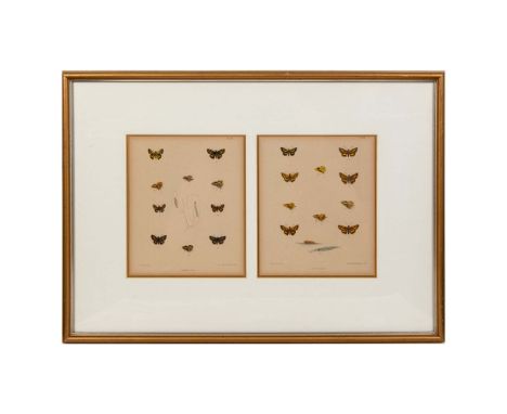 Beautifully detailed color lithographs of butterflies and caterpillars that include plates 815 and 813 originally published b