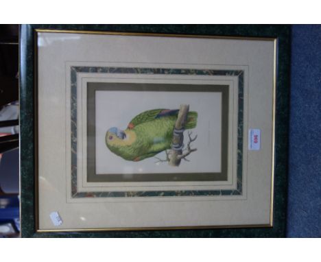 A 19TH CENTURY PRINT OF A PARROT 'Blue Fronted Amazon'