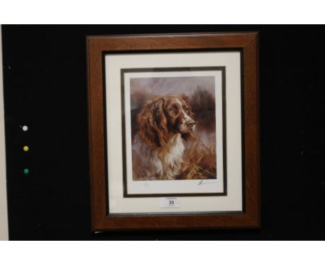 A FRAMED AND GLAZED SIGNED LIMITED EDITION MICK CAWSTON PRINT OF A SPANIEL IN THE UNDERGROWTH NUMBER 467 OF 500