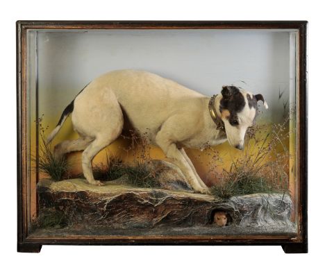 TAXIDERMY: A TERRIER by James Hutchings of Aberystwyth (1860-1942), wearing a leather studded collar and hunting a rat, withi