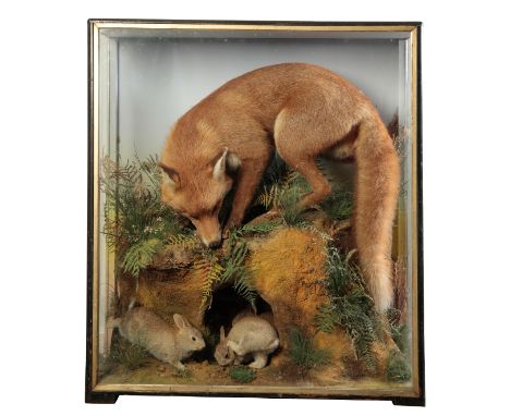 TAXIDERMY: A FOX HUNTING BABY RABBITS AT THEIR WARREN by James Hutchings of Aberystwyth (1860-1942)  within a naturalistic se