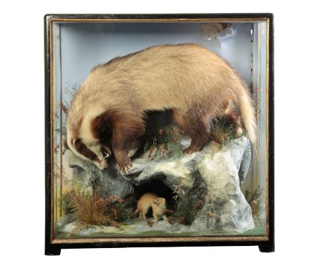 TAXIDERMY: A BADGER HUNTING A WEASEL by James Hutchings of Aberystwyth (1860-1942), within a naturalistic setting in a glazed