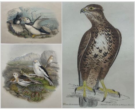 Henry Constantine Richter (British 1821-1902) after John Gould (British 1804-1881): Fratercula Arctica, lithograph with hand 