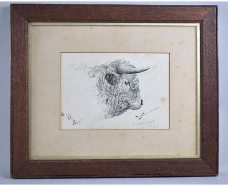 A Framed Pencil Sketch, British Wild Bull, 23x16cms 