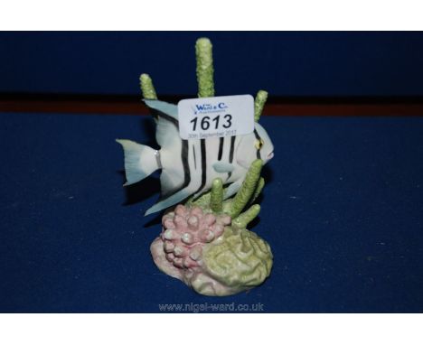 A Royal Worcester model of a Spade Fish by R. Van Ruyckevelt