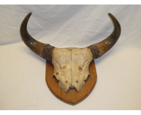 A pair of buffalo horns with skull on stained wood shield