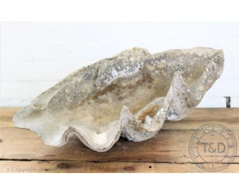 A large and rustic clam shell basin, c1900, 77cm wide (as found).Trevanion & Dean cannot ship this lot outside the EU, a CITE