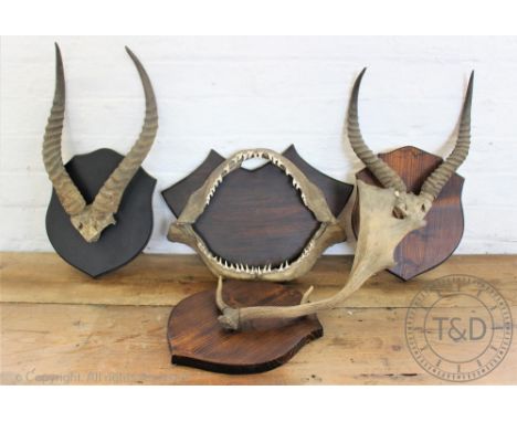 A taxidermy sharks jaw, on stained wood back plate, with two sets of antelope horns and a single antler, tallest 48cm (4) CON