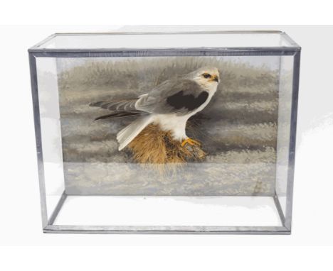 Taxidermy : Black Shouldered Kite, mounted against a painted seascape, signed and dated 1935, within a glazed case, 38cm high