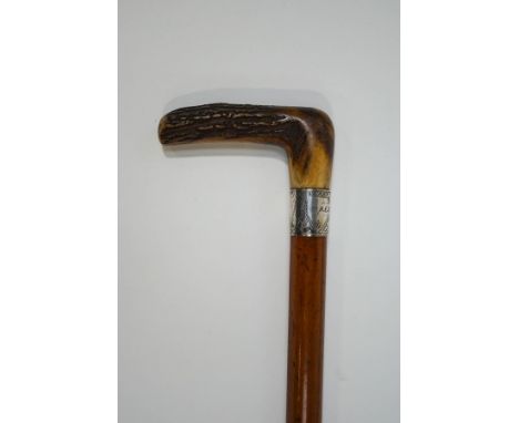 A malacca walking stick with horn handle and 2" wide silver band (date rubbed)