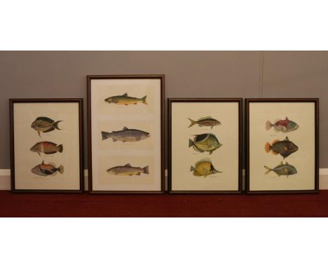 Four framed and glazed prints of fish stating their Latin names. One frame has the name 'Nicolas'. Largest print: H: 44cm,W:2